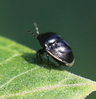 Ebony Bug
Corymelaenidae Genus